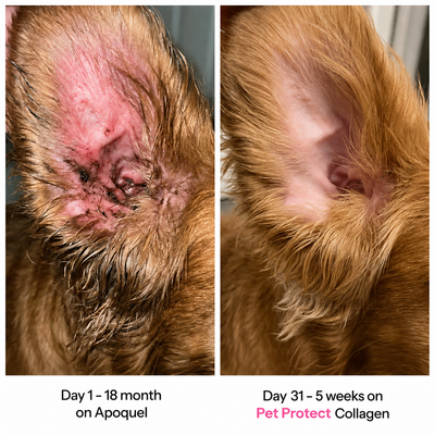 Pet Protect Premium Liquid Collagen