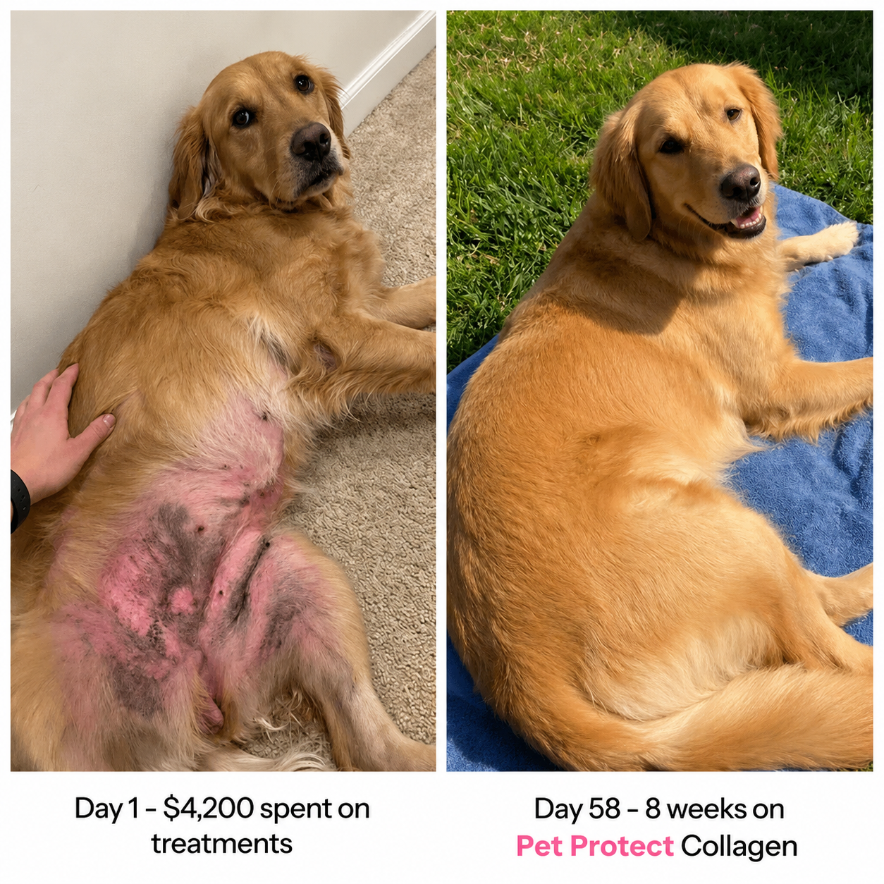 Pet Protect Premium Liquid Collagen