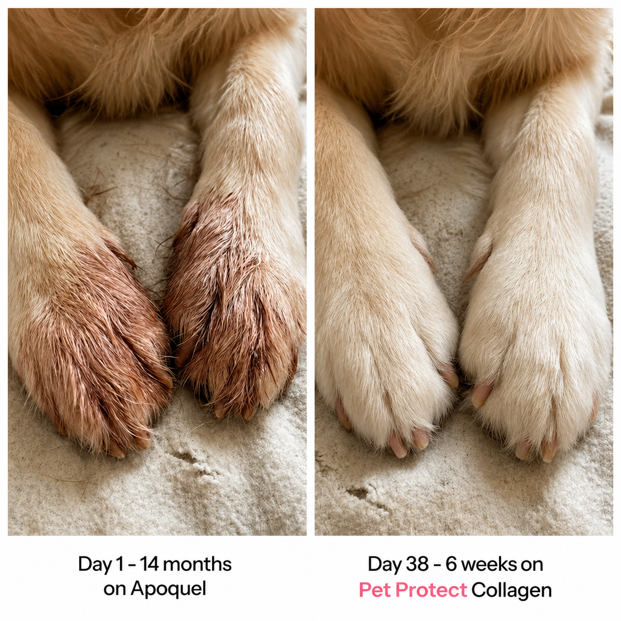 Pet Protect Premium Liquid Collagen