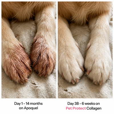 Pet Protect Premium Liquid Collagen
